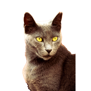 A Striking Portrait Of A Gray Cat With Captivating Yellow Eyes, Exuding Elegance And Poise. 15753 - Cat PNG image with transparent background